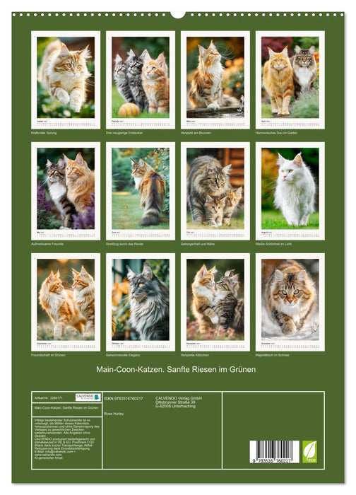Main-Coon-Katzen. Sanfte Riesen im Grünen (CALVENDO Premium Wandkalender 2027)