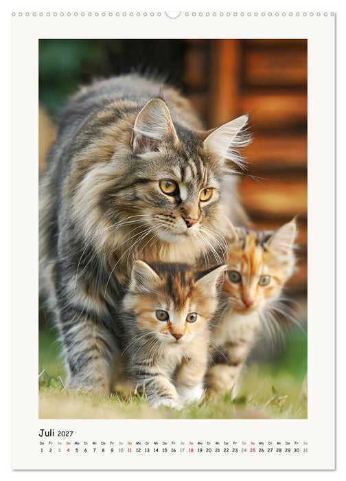Main-Coon-Katzen. Sanfte Riesen im Grünen (CALVENDO Premium Wandkalender 2027)