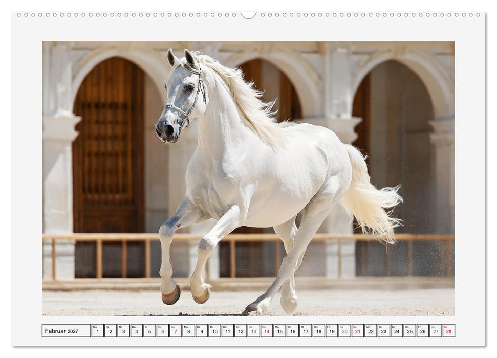 Spanische Eleganz. Edle Schimmel auf dem Gestüt (CALVENDO Wandkalender 2027)