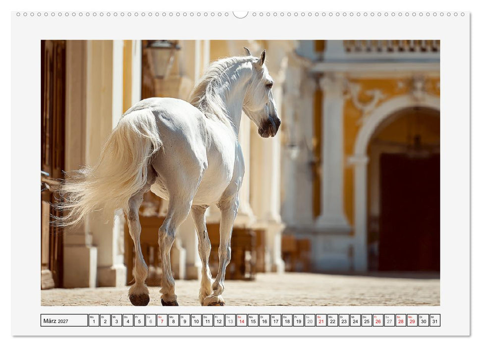 Spanische Eleganz. Edle Schimmel auf dem Gestüt (CALVENDO Wandkalender 2027)