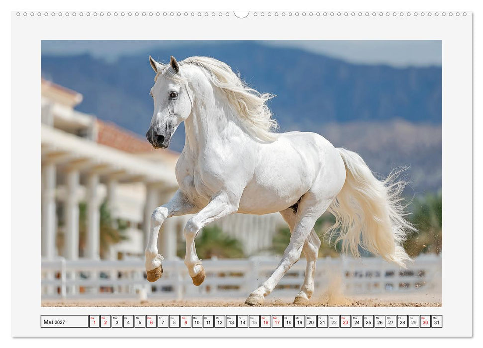 Spanische Eleganz. Edle Schimmel auf dem Gestüt (CALVENDO Wandkalender 2027)