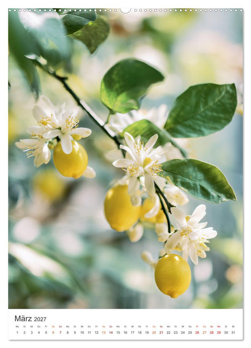 Zitronen & Sonne (CALVENDO Wandkalender 2027)