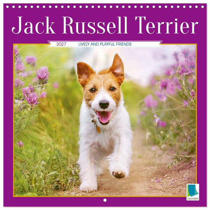 Jack Russell Terrier: Lively and playful friends (CALVENDO Monthly Calendar 2027)