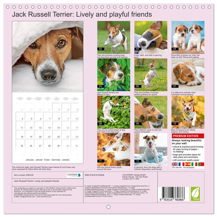 Jack Russell Terrier: Lively and playful friends (CALVENDO Monthly Calendar 2027)