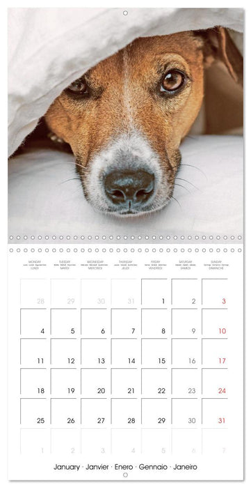 Jack Russell Terrier: Lively and playful friends (CALVENDO Monthly Calendar 2027)