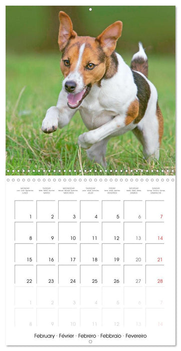 Jack Russell Terrier: Lively and playful friends (CALVENDO Monthly Calendar 2027)