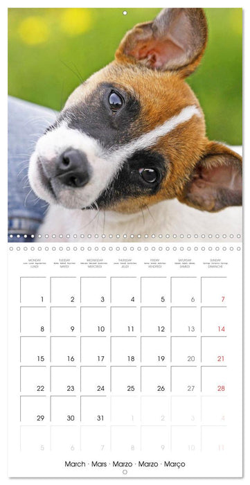 Jack Russell Terrier: Lively and playful friends (CALVENDO Monthly Calendar 2027)