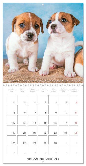 Jack Russell Terrier: Lively and playful friends (CALVENDO Monthly Calendar 2027)