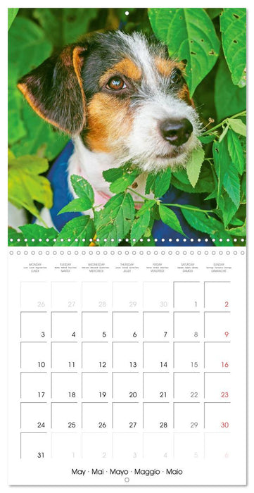 Jack Russell Terrier: Lively and playful friends (CALVENDO Monthly Calendar 2027)