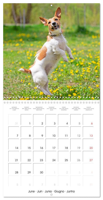 Jack Russell Terrier: Lively and playful friends (CALVENDO Monthly Calendar 2027)