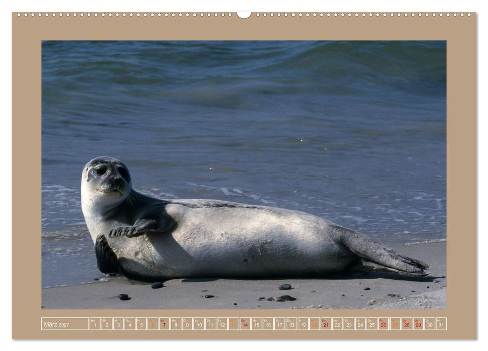 Helgoland,Deutschlands rote Felsen (CALVENDO Wandkalender 2027)