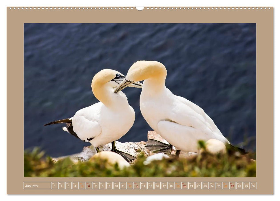Helgoland,Deutschlands rote Felsen (CALVENDO Wandkalender 2027)