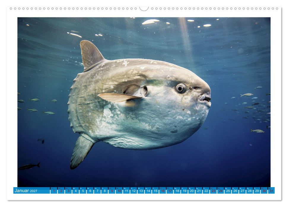 Knochen - und Mondfische (CALVENDO Premium Wandkalender 2027)
