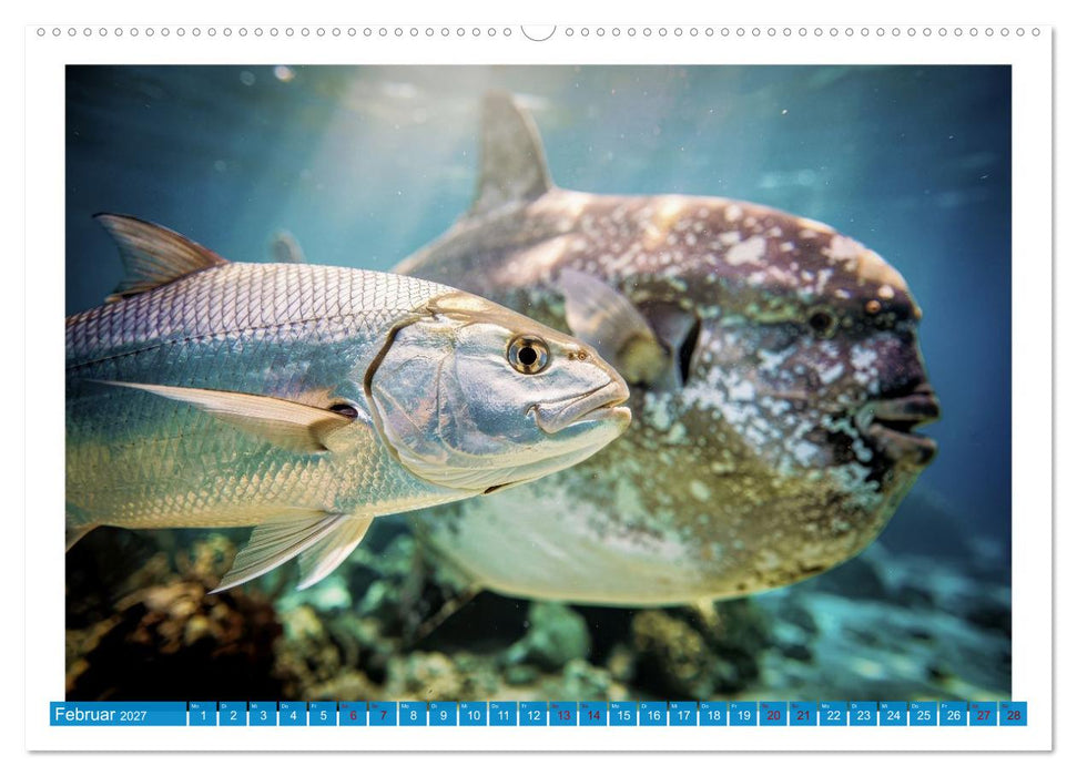Knochen - und Mondfische (CALVENDO Premium Wandkalender 2027)