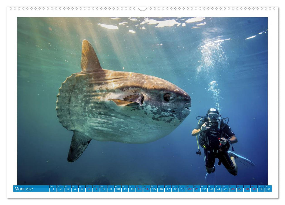 Knochen - und Mondfische (CALVENDO Premium Wandkalender 2027)
