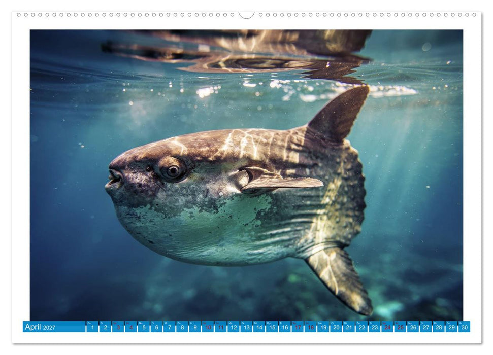 Knochen - und Mondfische (CALVENDO Premium Wandkalender 2027)