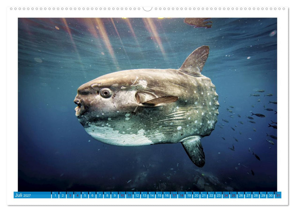 Knochen - und Mondfische (CALVENDO Premium Wandkalender 2027)