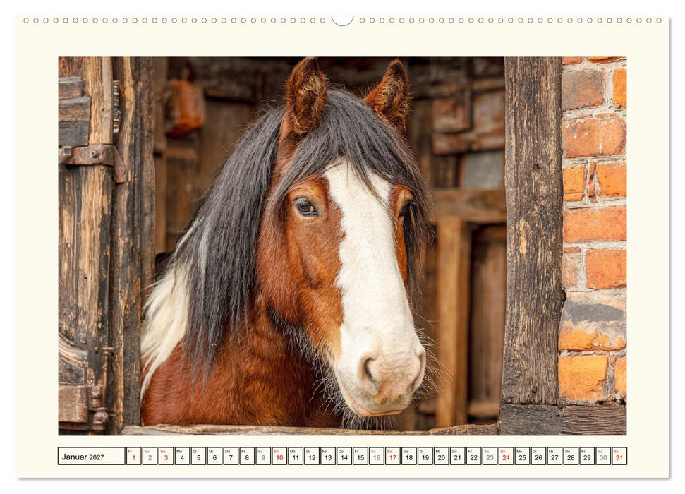 Irish Tinker Liebe. Der robuste Charme der Gypsy Cobs (CALVENDO Wandkalender 2027)