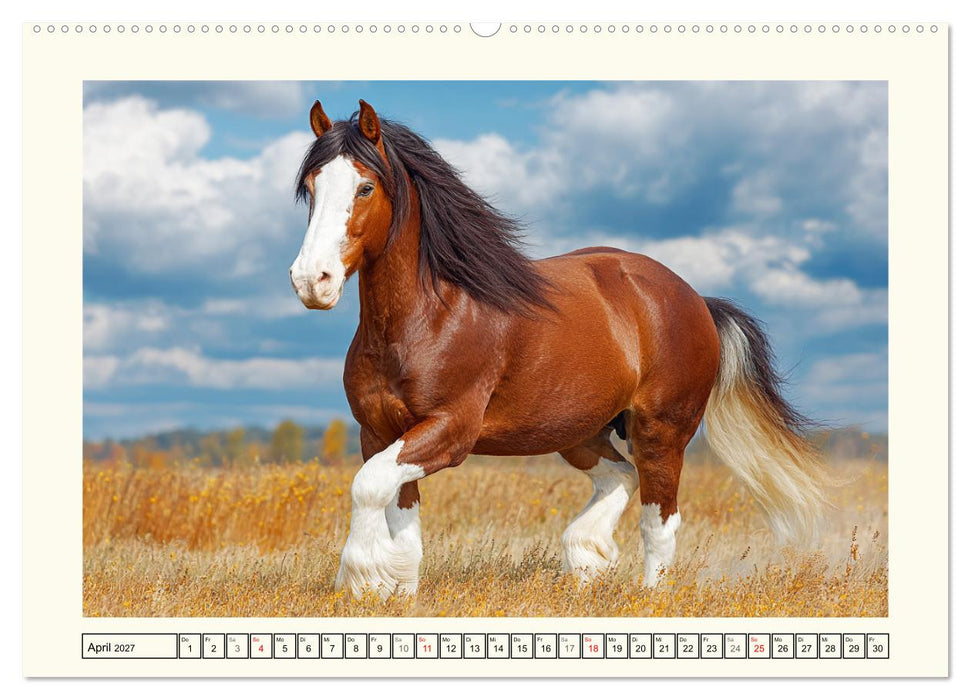 Irish Tinker Liebe. Der robuste Charme der Gypsy Cobs (CALVENDO Wandkalender 2027)