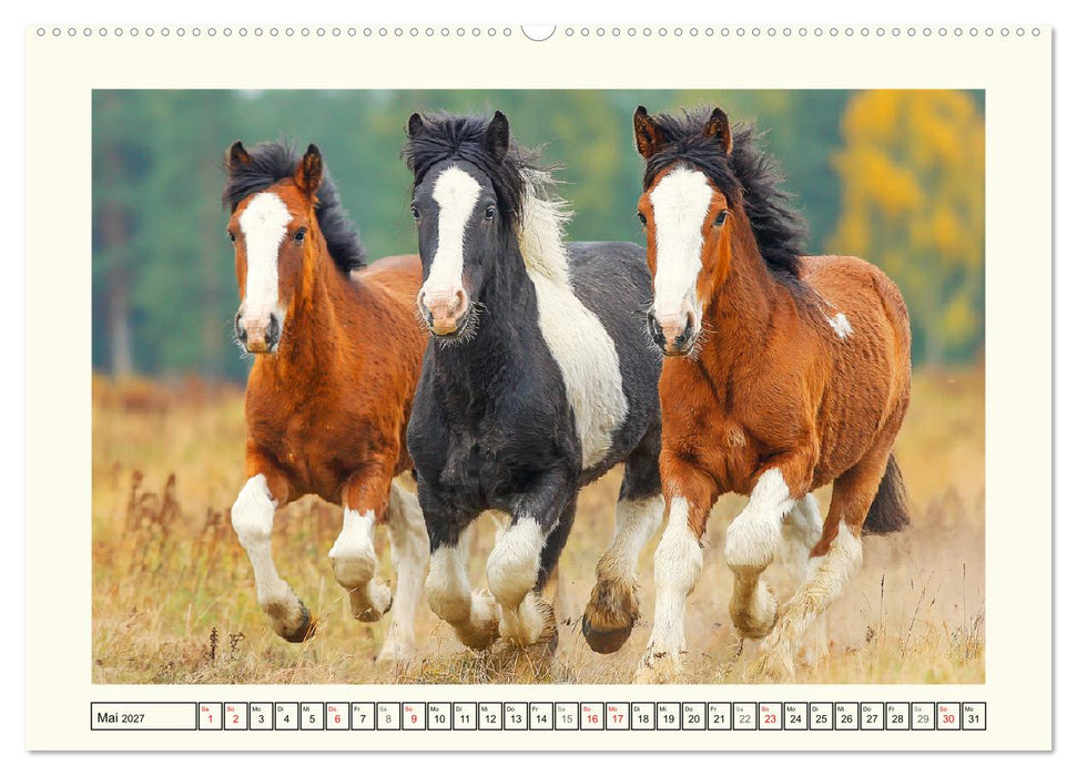 Irish Tinker Liebe. Der robuste Charme der Gypsy Cobs (CALVENDO Wandkalender 2027)