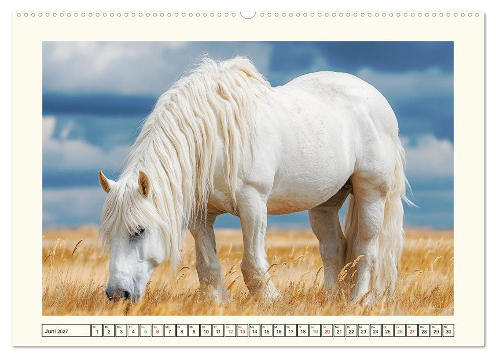 Irish Tinker Liebe. Der robuste Charme der Gypsy Cobs (CALVENDO Wandkalender 2027)