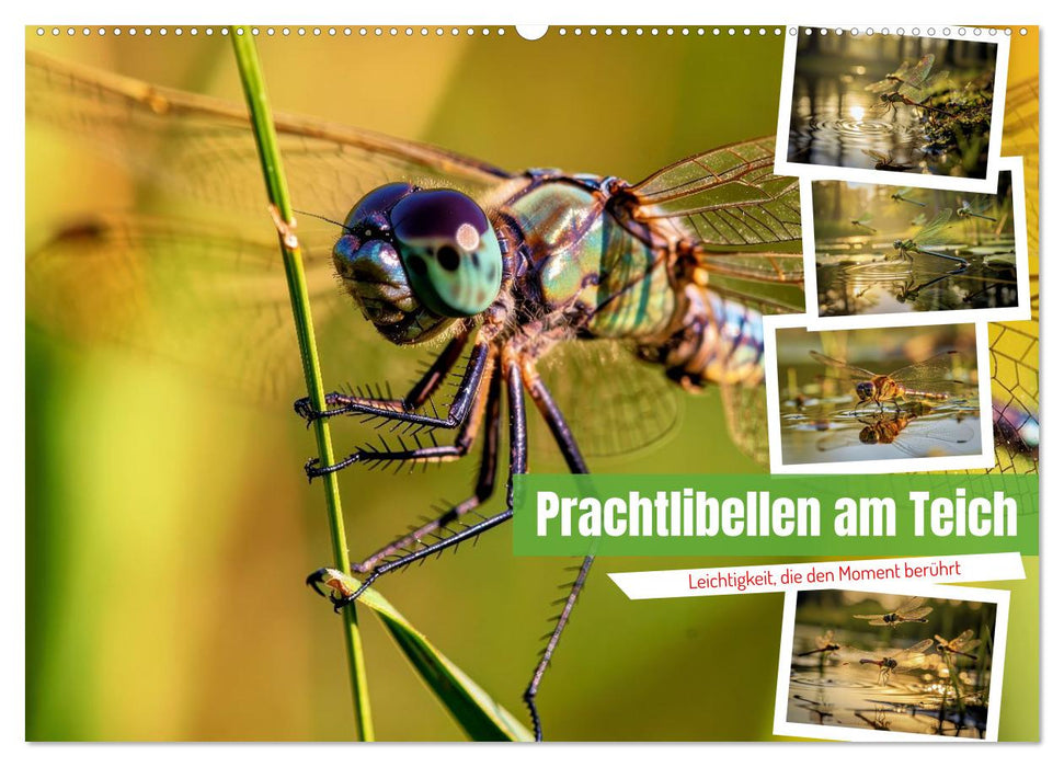 Prachtlibellen am Teich (CALVENDO Wandkalender 2027)