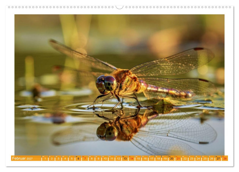 Prachtlibellen am Teich (CALVENDO Wandkalender 2027)