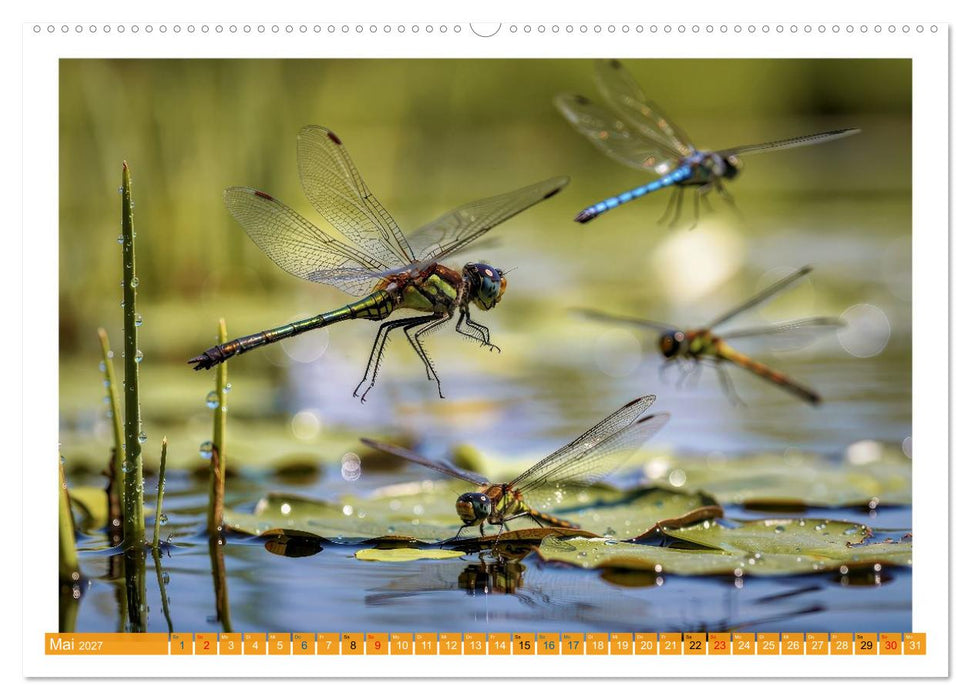 Prachtlibellen am Teich (CALVENDO Wandkalender 2027)