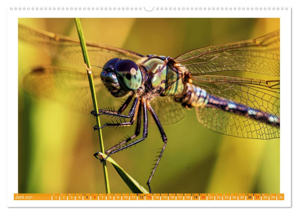 Prachtlibellen am Teich (CALVENDO Wandkalender 2027)