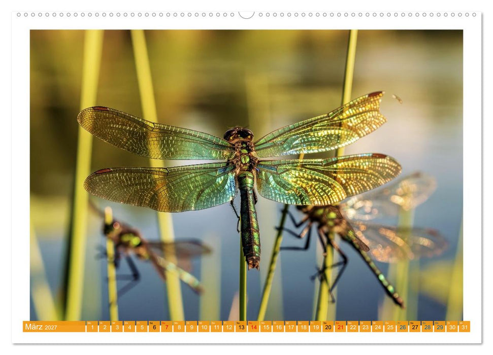 Prachtlibellen am Teich (CALVENDO Premium Wandkalender 2027)