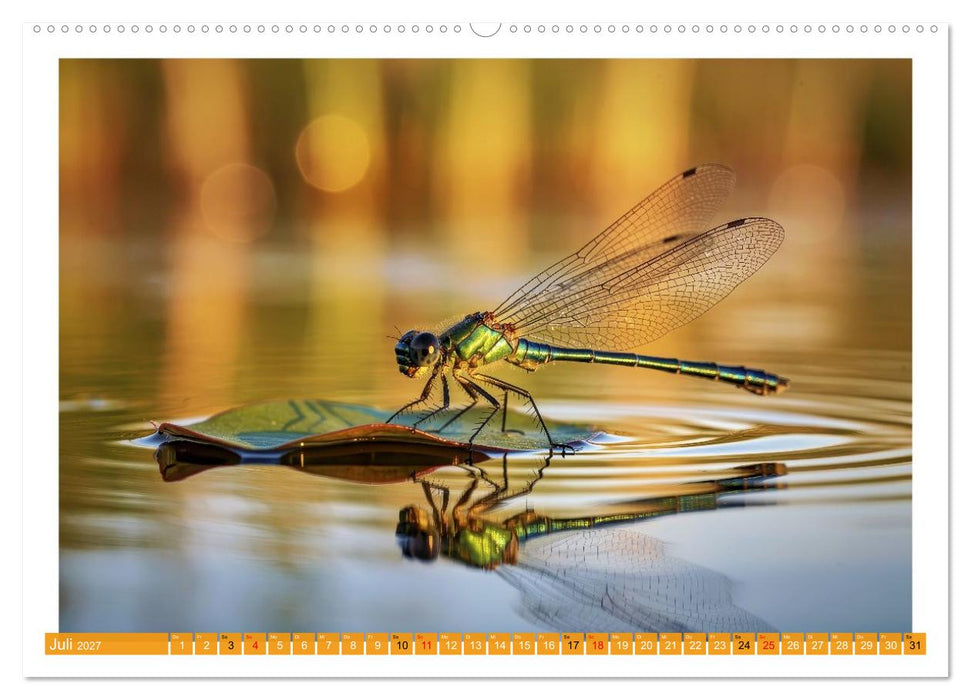 Prachtlibellen am Teich (CALVENDO Premium Wandkalender 2027)