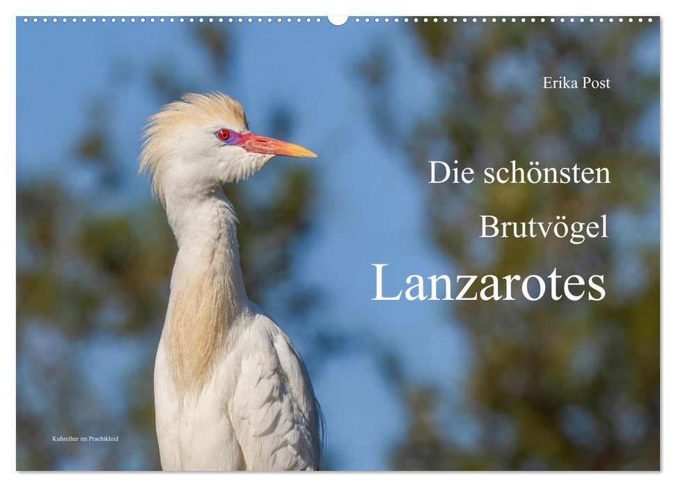 Die schönsten Brutvögel Lanzarotes (CALVENDO Wandkalender 2027)