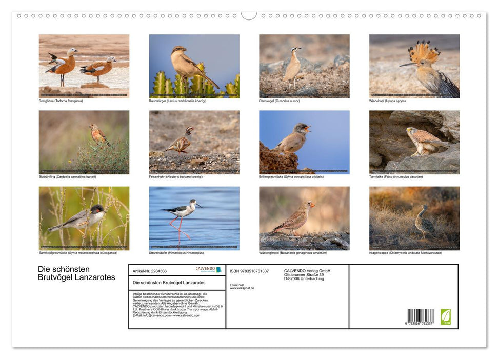 Die schönsten Brutvögel Lanzarotes (CALVENDO Wandkalender 2027)