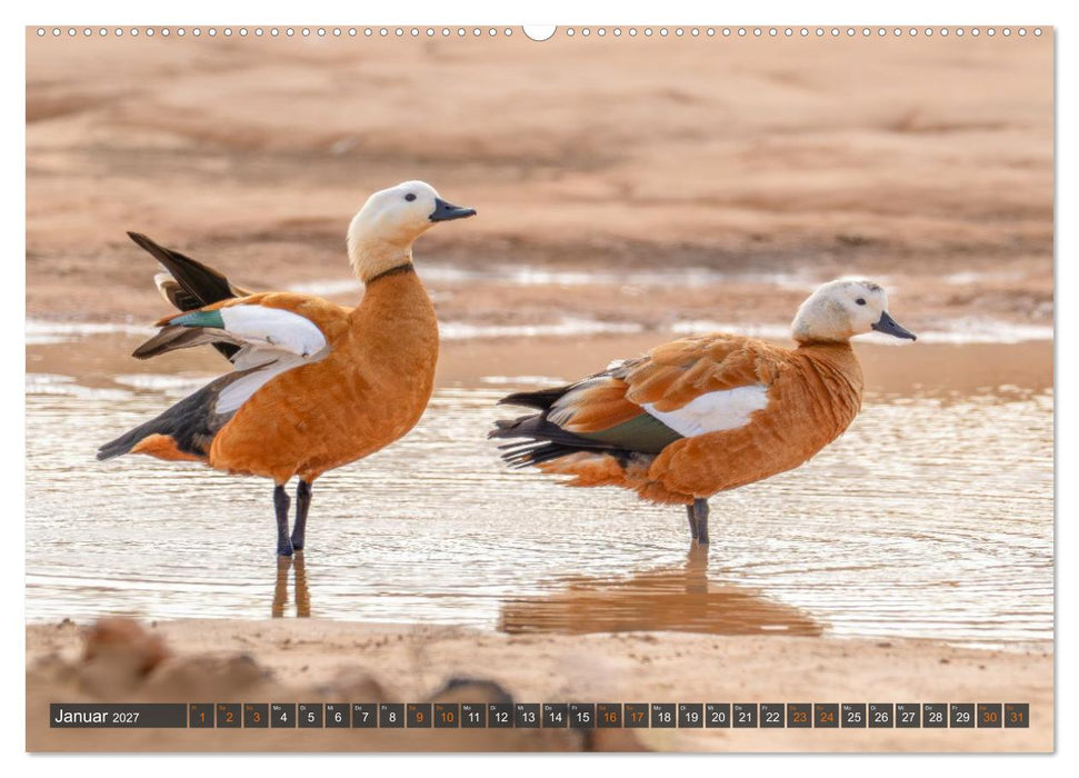 Die schönsten Brutvögel Lanzarotes (CALVENDO Wandkalender 2027)