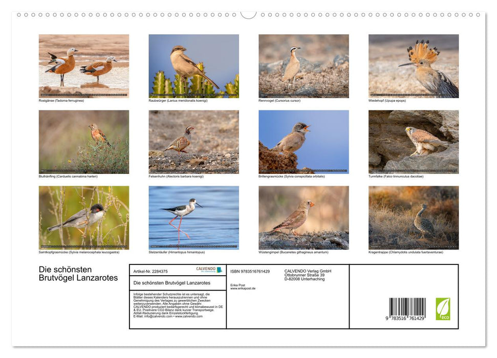 Die schönsten Brutvögel Lanzarotes (CALVENDO Premium Wandkalender 2027)