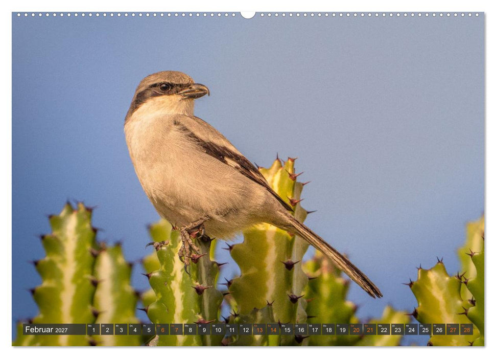 Die schönsten Brutvögel Lanzarotes (CALVENDO Premium Wandkalender 2027)