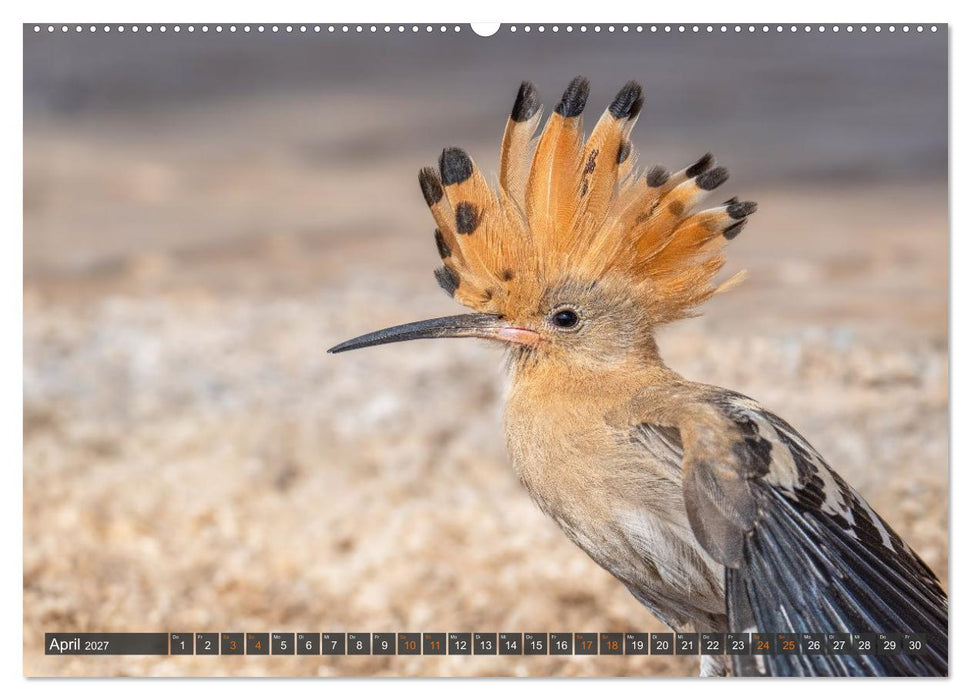 Die schönsten Brutvögel Lanzarotes (CALVENDO Premium Wandkalender 2027)