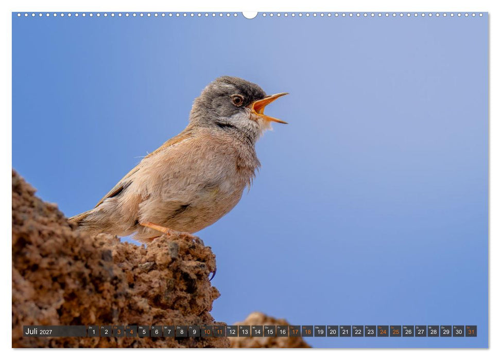 Die schönsten Brutvögel Lanzarotes (CALVENDO Premium Wandkalender 2027)