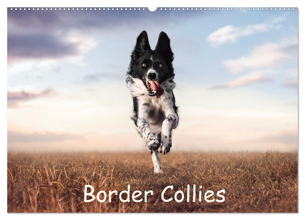 Border Collie Kalender – Ausdrucksstarke Close-up-Portraits durch die Jahreszeiten (CALVENDO Wandkalender 2027)