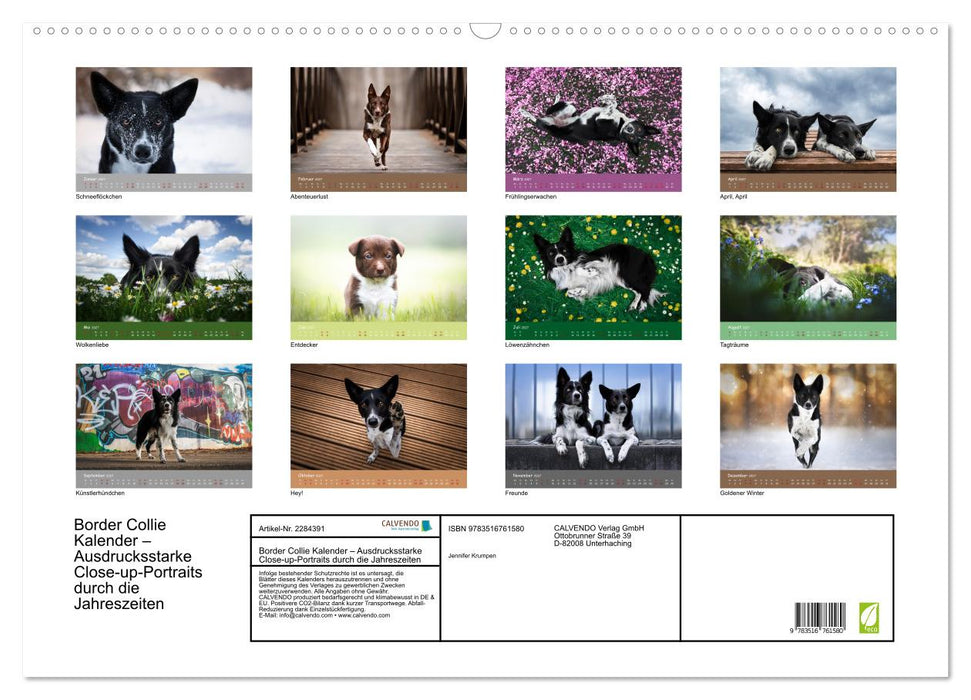 Border Collie Kalender – Ausdrucksstarke Close-up-Portraits durch die Jahreszeiten (CALVENDO Wandkalender 2027)