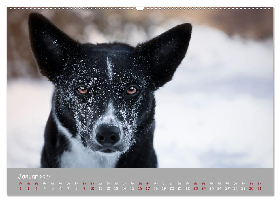 Border Collie Kalender – Ausdrucksstarke Close-up-Portraits durch die Jahreszeiten (CALVENDO Wandkalender 2027)