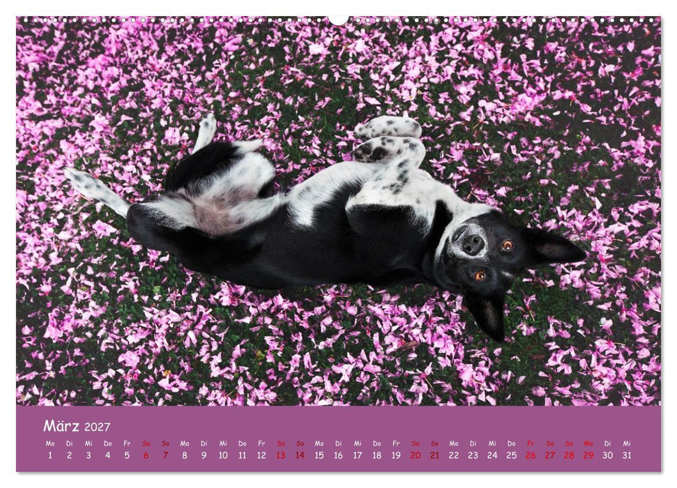 Border Collie Kalender – Ausdrucksstarke Close-up-Portraits durch die Jahreszeiten (CALVENDO Wandkalender 2027)