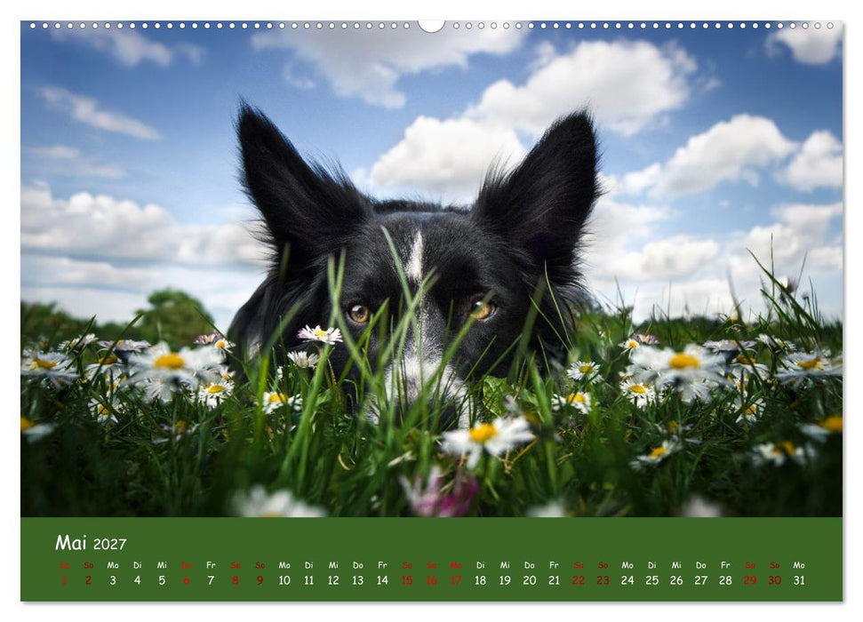 Border Collie Kalender – Ausdrucksstarke Close-up-Portraits durch die Jahreszeiten (CALVENDO Wandkalender 2027)