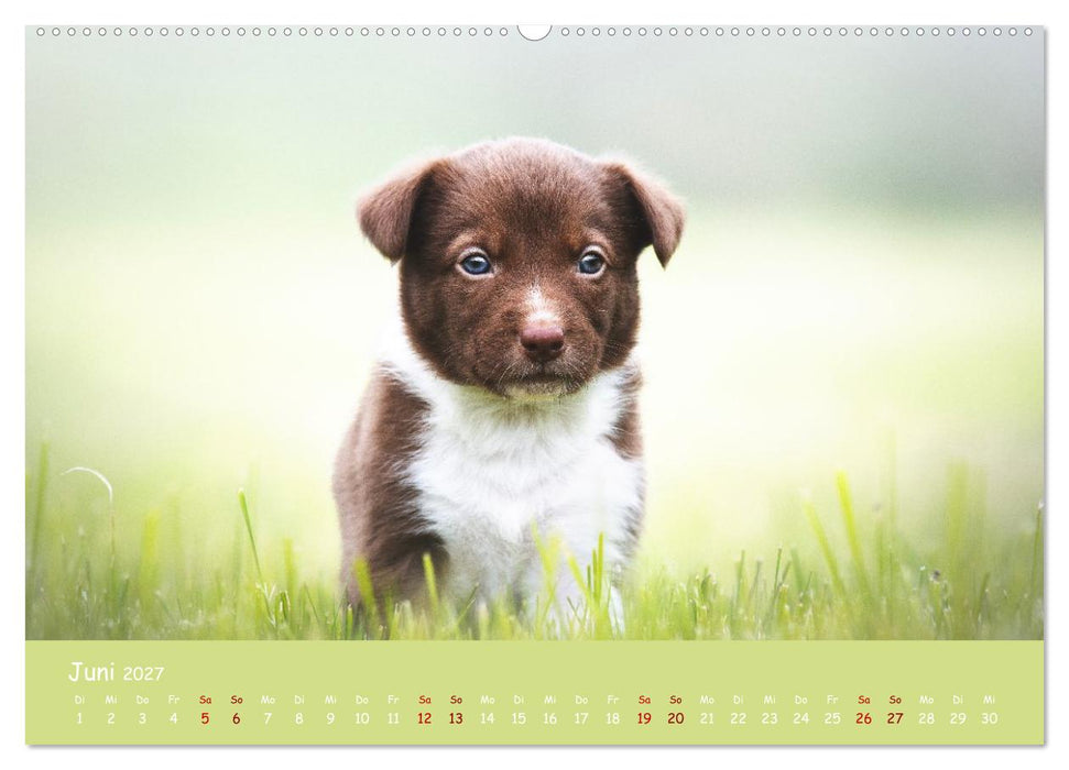 Border Collie Kalender – Ausdrucksstarke Close-up-Portraits durch die Jahreszeiten (CALVENDO Wandkalender 2027)