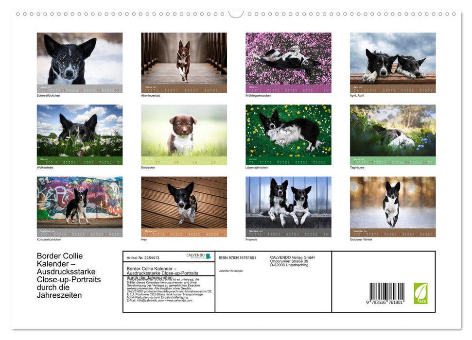 Border Collie Kalender – Ausdrucksstarke Close-up-Portraits durch die Jahreszeiten (CALVENDO Premium Wandkalender 2027)