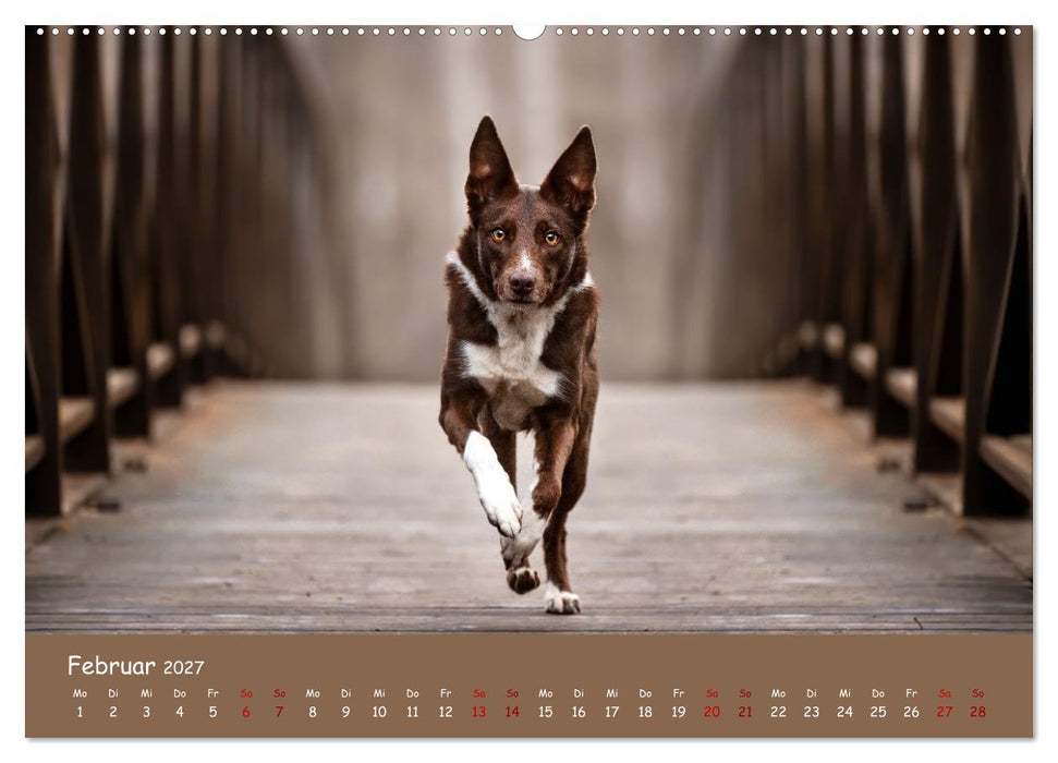 Border Collie Kalender – Ausdrucksstarke Close-up-Portraits durch die Jahreszeiten (CALVENDO Premium Wandkalender 2027)