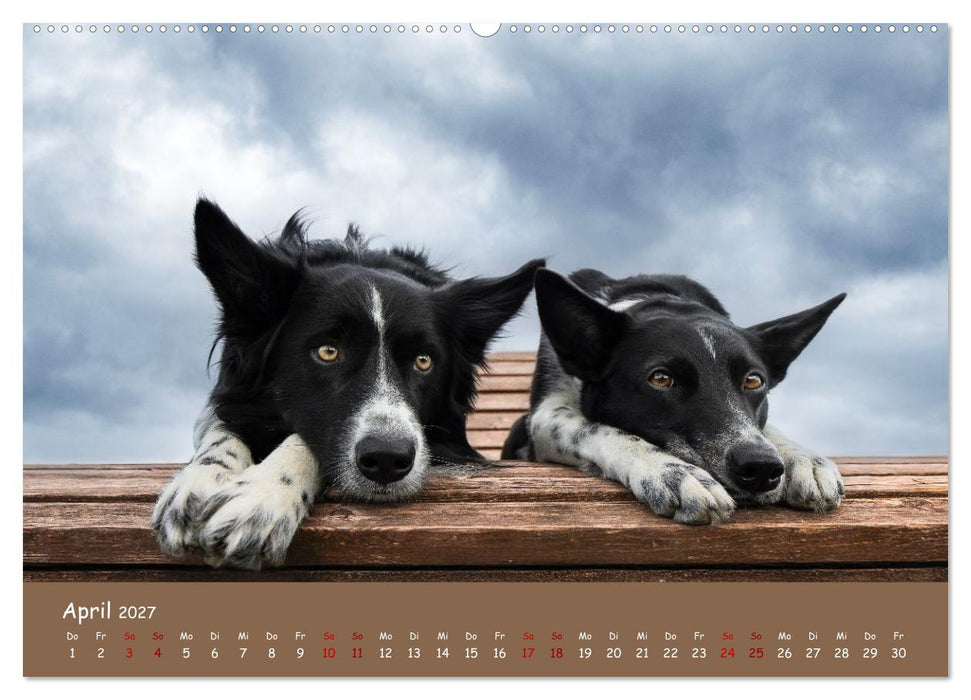 Border Collie Kalender – Ausdrucksstarke Close-up-Portraits durch die Jahreszeiten (CALVENDO Premium Wandkalender 2027)