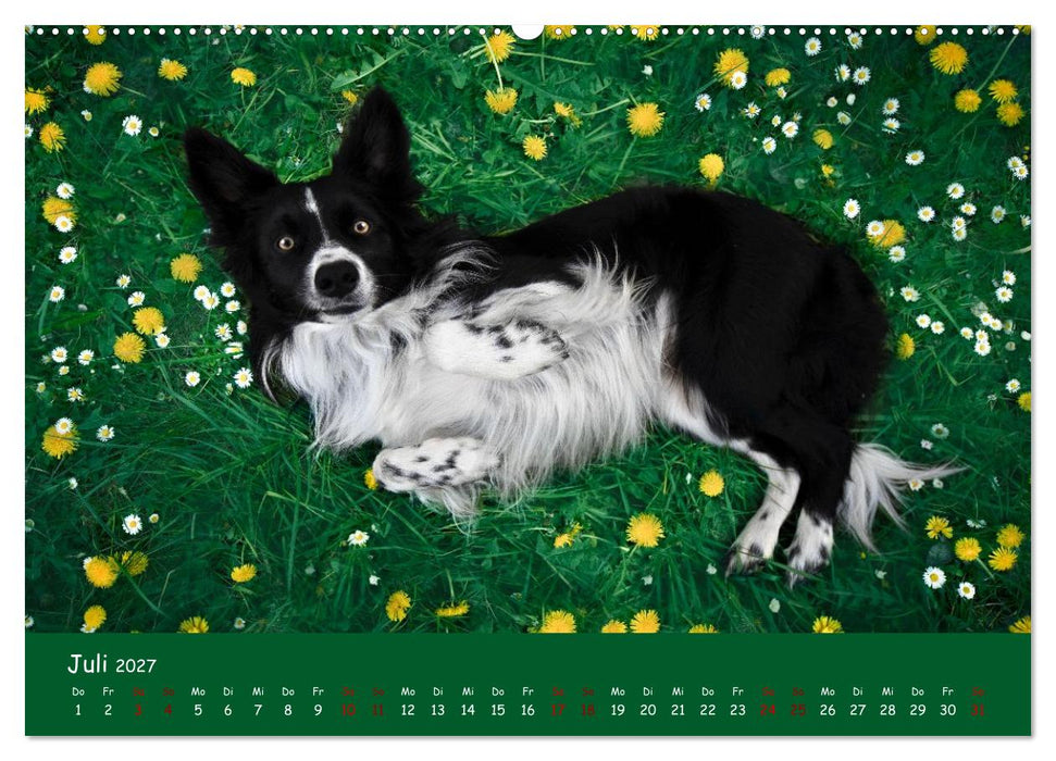 Border Collie Kalender – Ausdrucksstarke Close-up-Portraits durch die Jahreszeiten (CALVENDO Premium Wandkalender 2027)