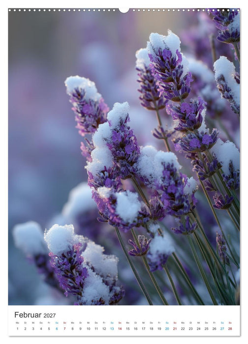 Der Sommer blüht violett (CALVENDO Premium Wandkalender 2027)