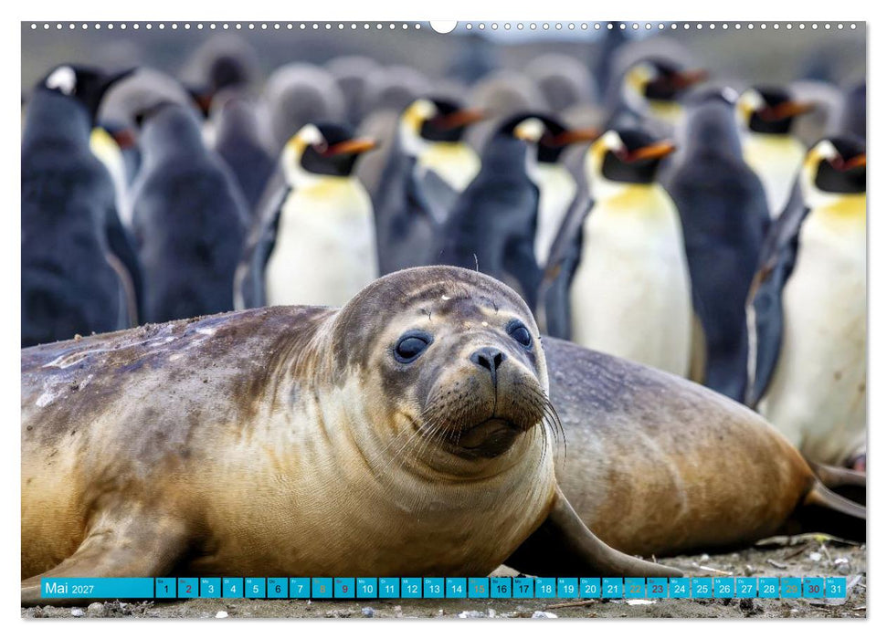 See - Elefanten (CALVENDO Wandkalender 2027)